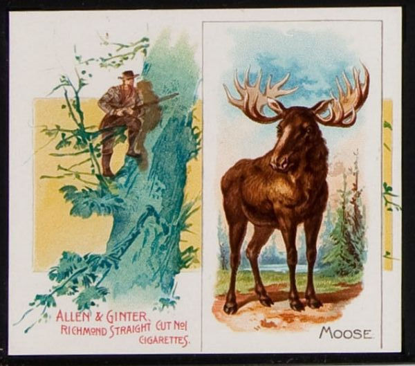 32 Moose